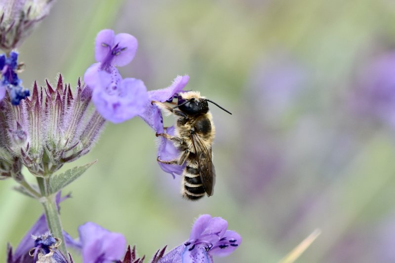 ABEILLE en plein repas. 2024. ISABELLE TURBAN